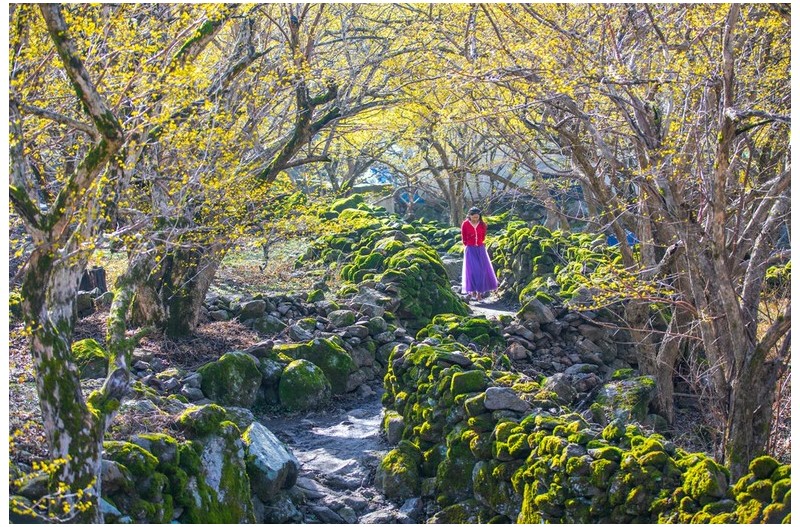 산수유 피는 계절에