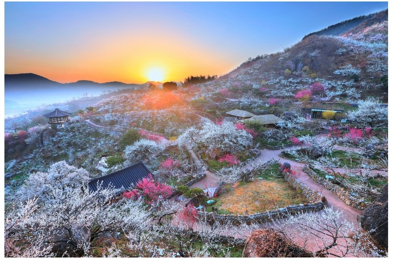 꽃동산 일출