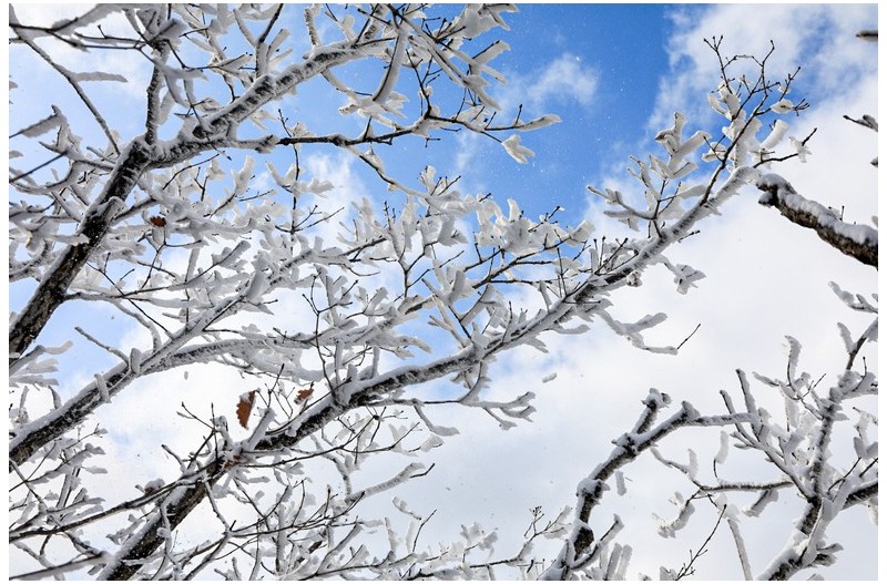 송이 송이 눈꽃송이