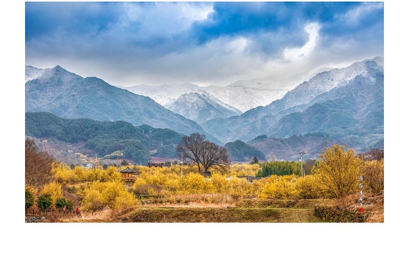 산수유꽃과 눈 덮인 지리산