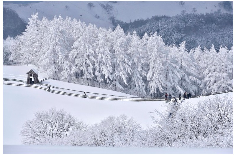 20일 일요일날.어제. 눈폭탄내린 - 양떼목장