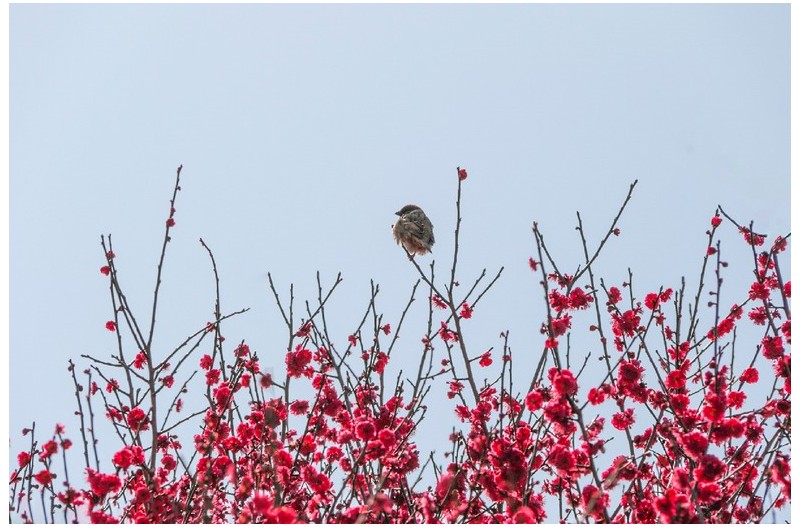 매조도 - 梅鳥圖 ?