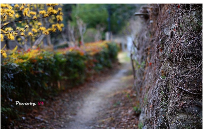 산수유 돌담길   ㅡㅡㅡㅡㅡㅡㅡㅡㅡㅡㅡ