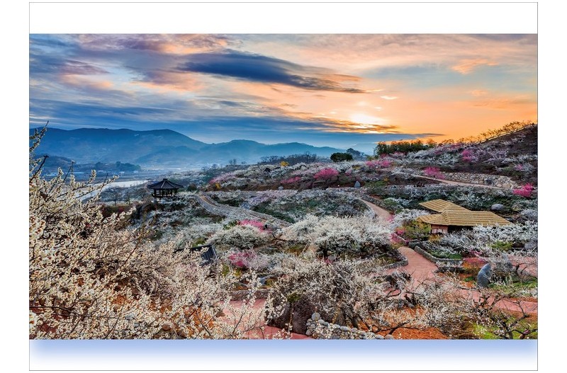 매실 농원의 봄