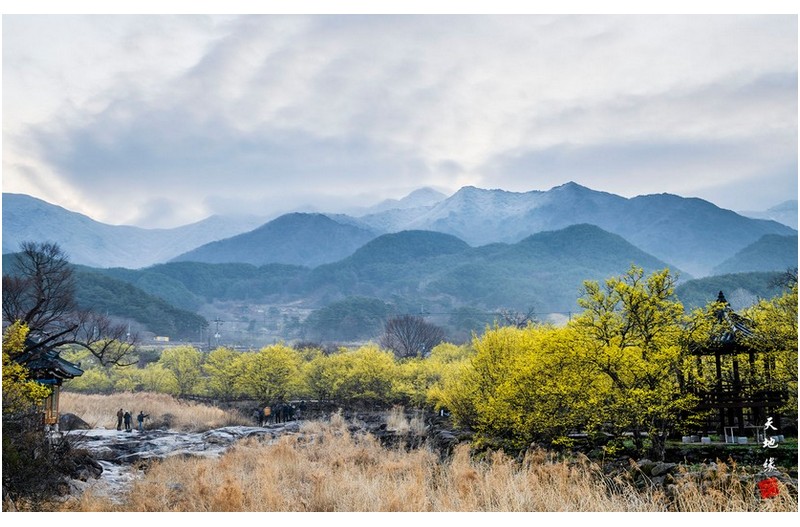 구례산수유마을