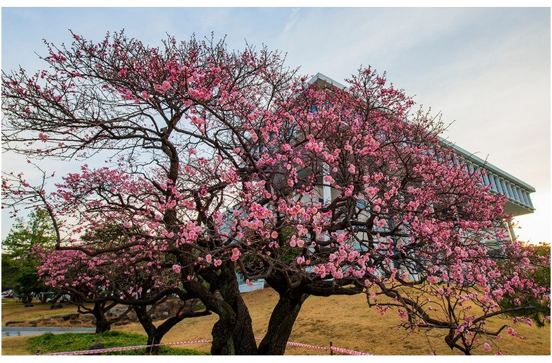 전남대학교 大明梅