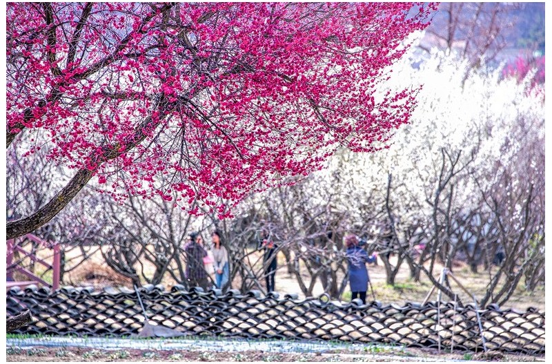 지난 봄 이야기