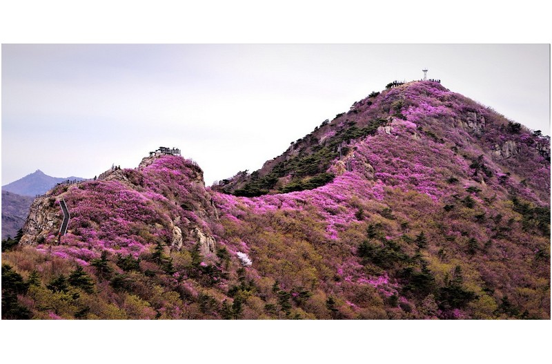추억의 영취산 진달래