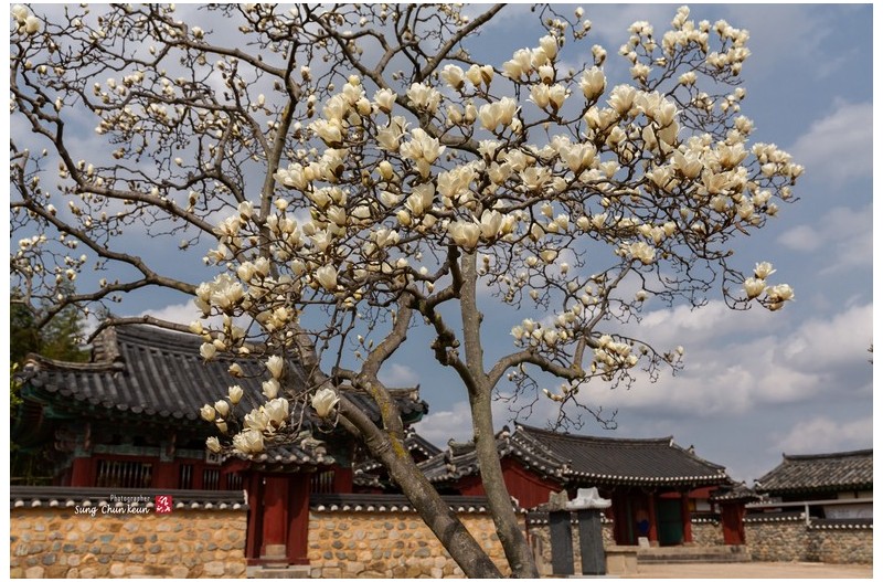 다시 목련은 피어나고.....