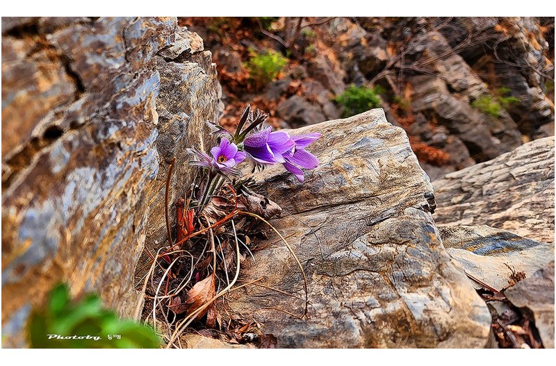 동강 할미꽃  ㅡㅡㅡㅡㅡㅡㅡㅡㅡㅡ