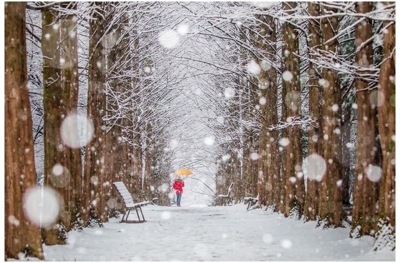 춘설이 내리는 날