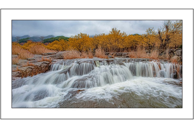 산수유와폭포,,