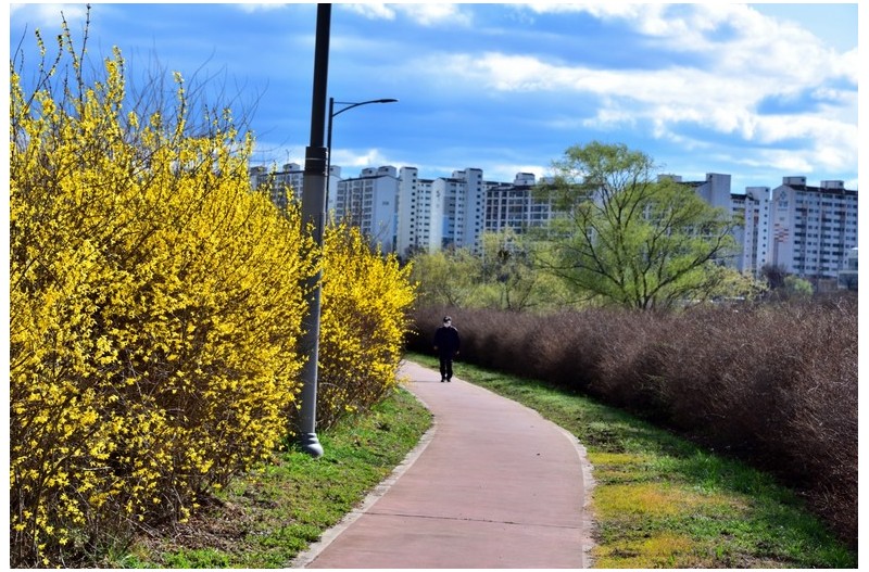 강변 개나리 향기