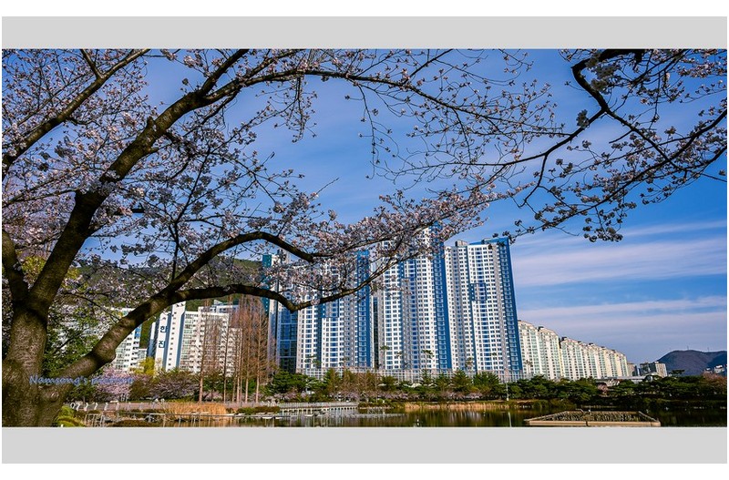 벗꽃은 제법 많이 피고 -----