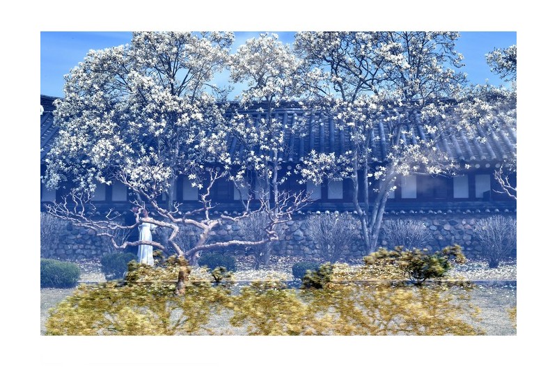 목련이 필때,,,,,