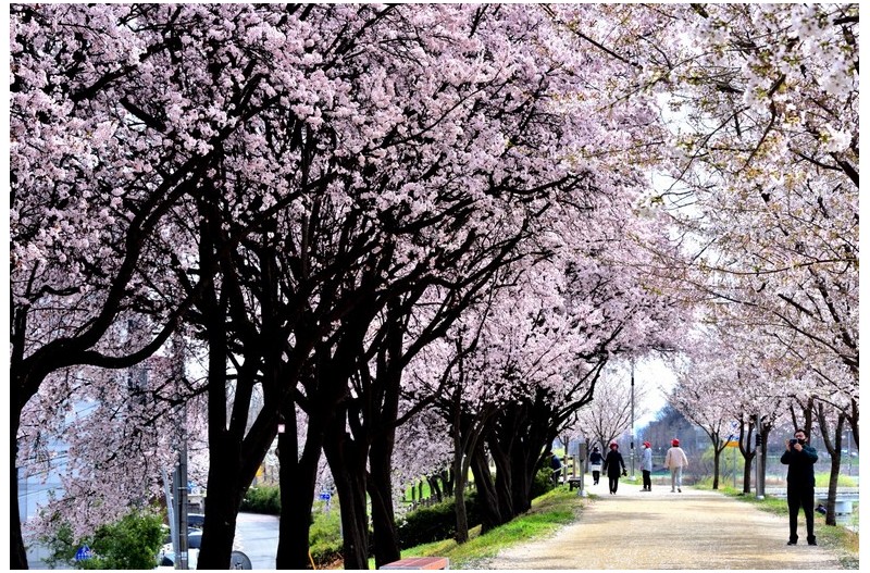 강촌마을 벚꽃향기