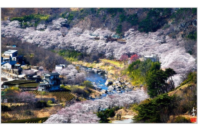 하동 십리벚꽃길