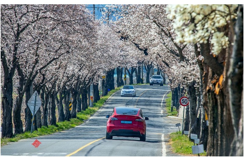 벚꽃길