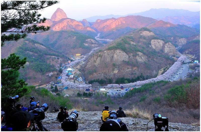 추억의 마이산 봄향기