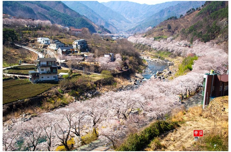 하동 십리벚꽃길