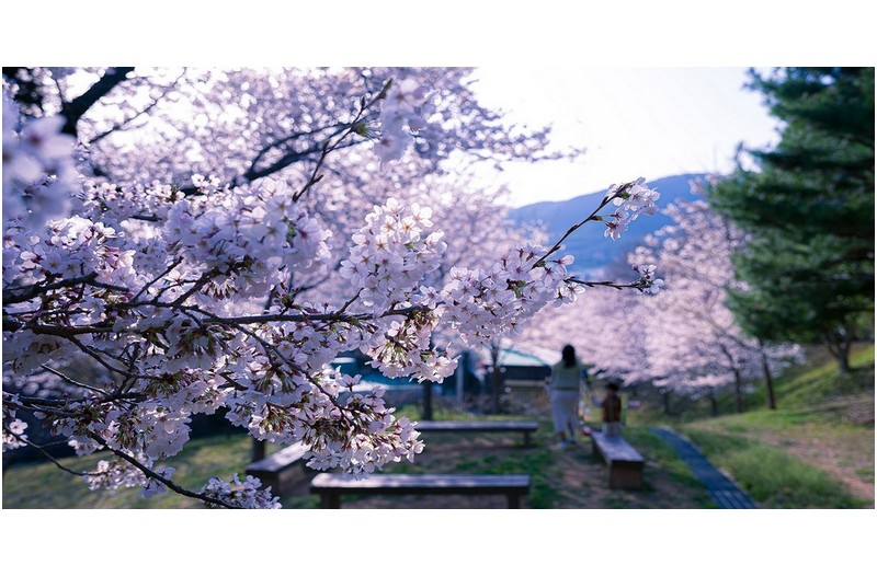 화창한 봄날에 -----