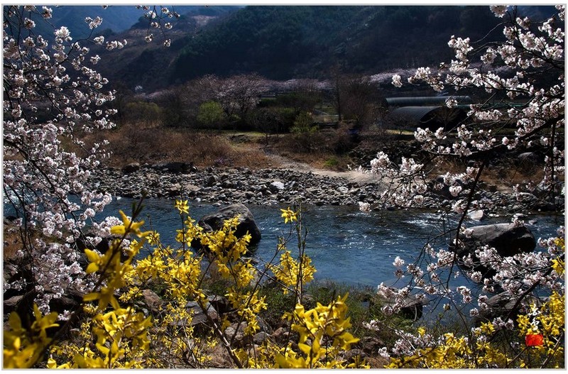 하동십리벚꽃길-2-