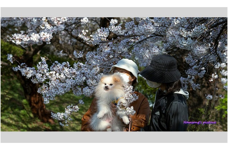 아름다운 봄날에 -----