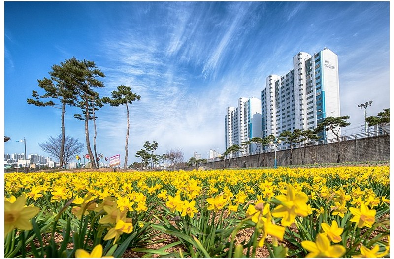 수선화 피는 계절