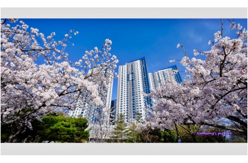 봄날의 아침 ----