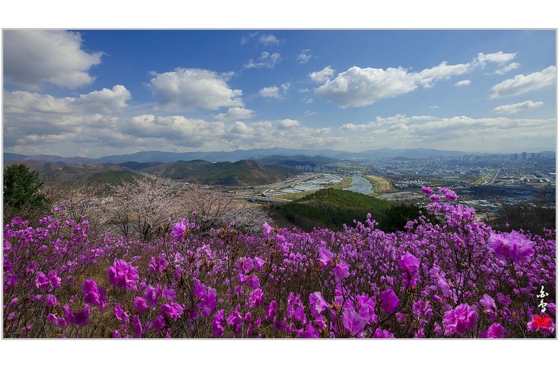 진달래와 산벚꽃