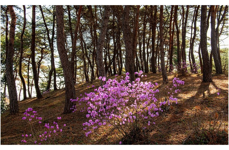 소나무밭 진달래