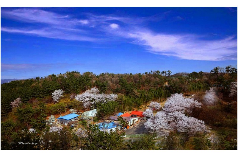 꽃동네 새동네   ㅡㅡㅡㅡㅡㅡㅡㅡㅡㅡㅡ