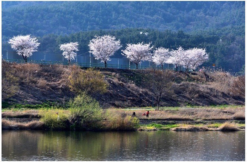 강변 봄빛