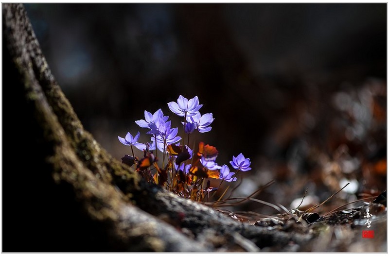깽깽이풀-화원_