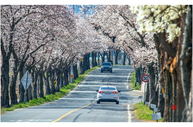 벚꽃이 피어있는길