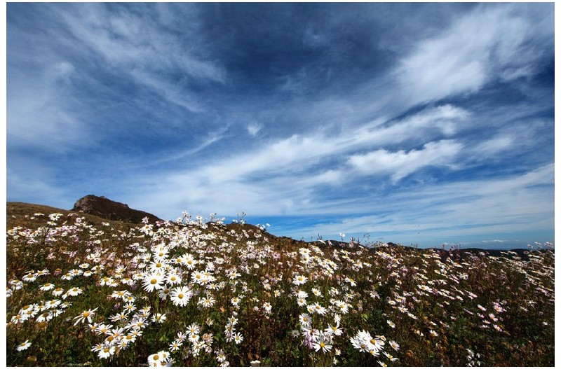 구절초 피는 ...