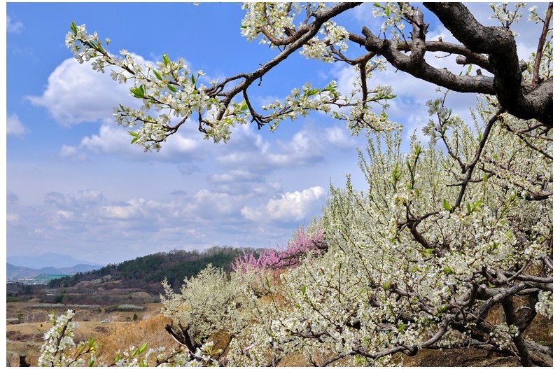 자두꽃과 복사꽃 향기가 그윽한
