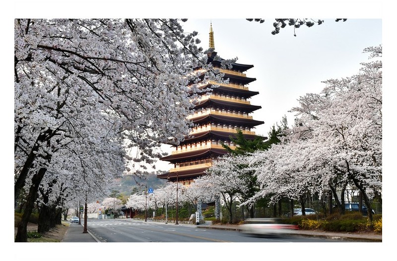 경주 벚꽃 길