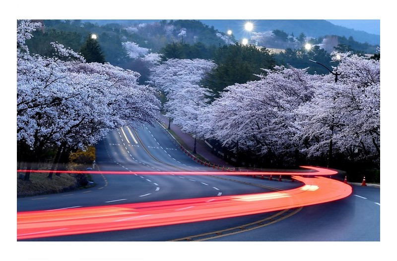 경주의 벚꽃 길