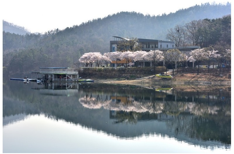 단산지 벚꽃향기