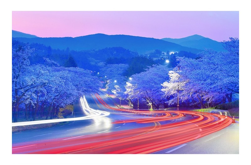 새벽 벚꽃 길 #2