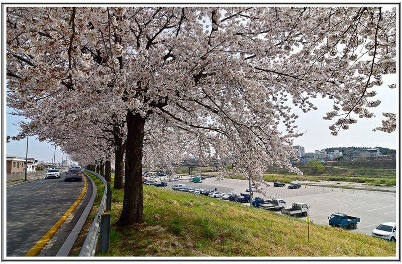 남대천 벗꽃 길