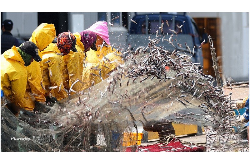 기장 대변항  멸치털이  ㅡㅡㅡㅡㅡㅡㅡㅡㅡㅡㅡㅡㅡㅡㅡ    1