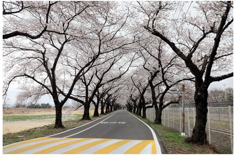 벚꽃길