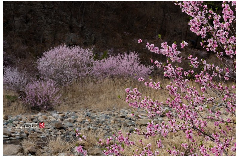 개울가에도 도화가....