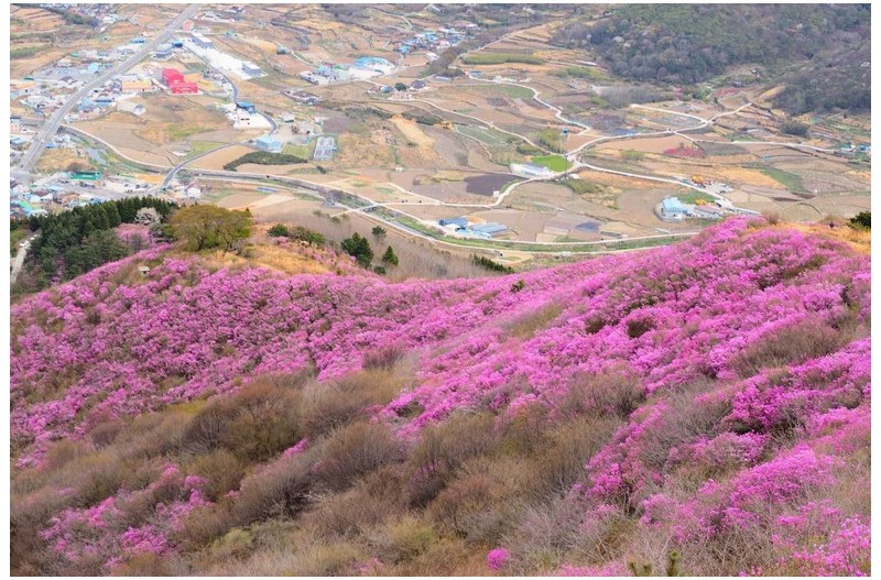 영취산 진달래