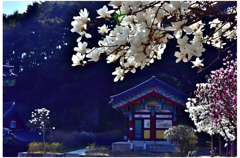 부인사 목련향기