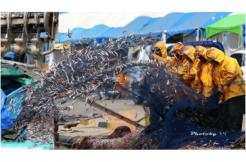 춤추는 멸치  ㅡㅡㅡㅡㅡㅡㅡㅡㅡ