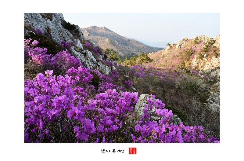 주작산의 진달래