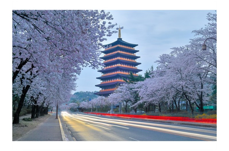 황룡원 벚꽃길 & 궤적